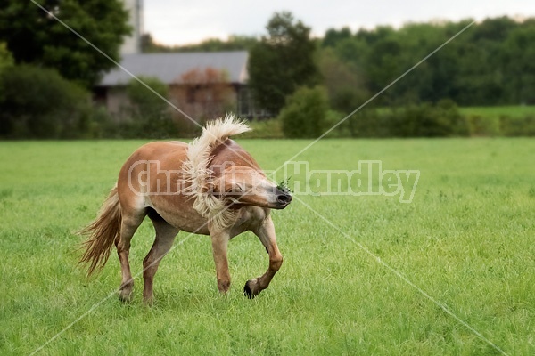Haflinger horse running and playing in a field