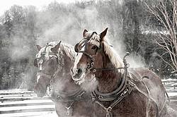 Two Belgian draft horses in harness
