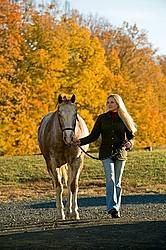 Young woman leading Appaloosa horse in from the field 