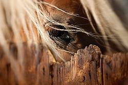 Close-up photo of a horses eye over stall door
