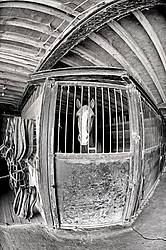 Belgian draft horse standing in a stall inside the barn. Photographed with a fisheye lens and finished off with an oil paint filter