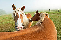 Two chestnut horses standing in field in early morning light mutually grooming each other, scratching each other.