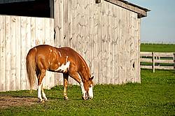 Paint quarter horse cross horse grazing 