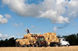 Farmer loading tractor trailer with round bales of straw and getting them strapped down for transport