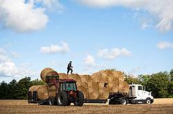 Farmer loading tractor trailer with round bales of straw and getting them strapped down for transport