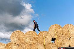 Farmer loading tractor trailer with round bales of straw and getting them strapped down for transport