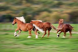 Three Belgian draft horses galloping in field. Photographed with a slow shutter speed to imply motion