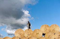 Farmer loading tractor trailer with round bales of straw and getting them strapped down for transport