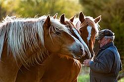 A man being greeted by his three Belgian horses