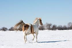 Pinto horse galloping through deep snow