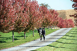 Young woman leading gray horse down driveway surrounded by fall colored leaves
