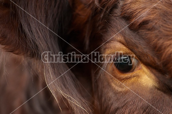 Close-up photo of cows eye and face