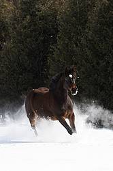Horse running through snow
