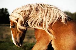 Photo of a belgian draft horse