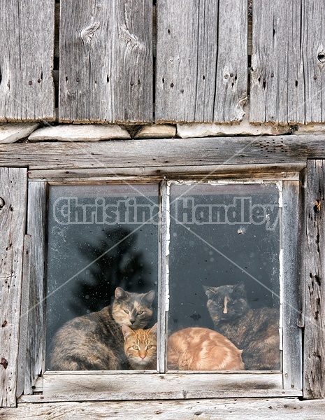 Three barn cats in a barn window