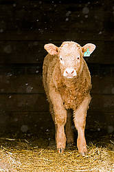 Baby beef calf standing in doorway