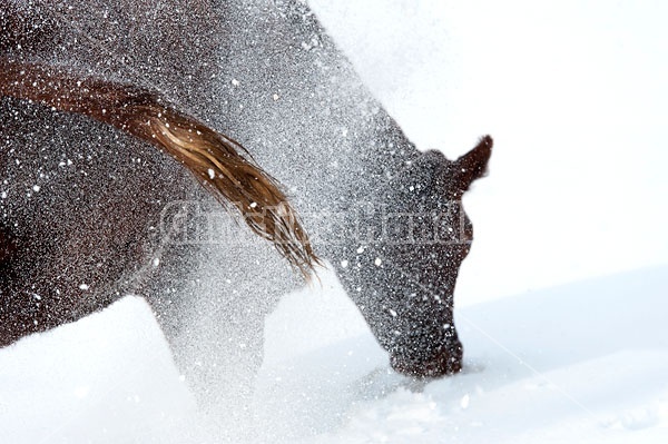 Cow Pawing in Snow