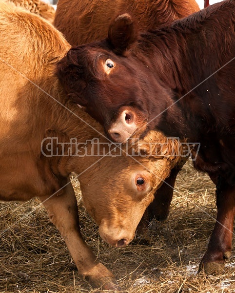 Two Beef cows Fighting