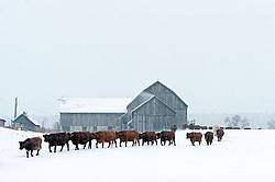 Herd of Beef Cows 