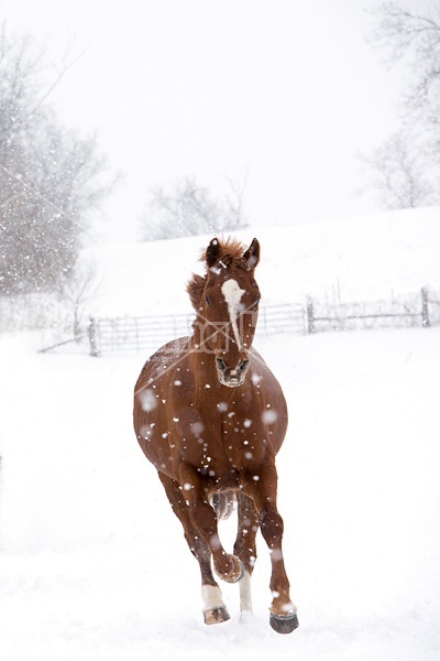 Horse galloping through deep snow during a snow storm