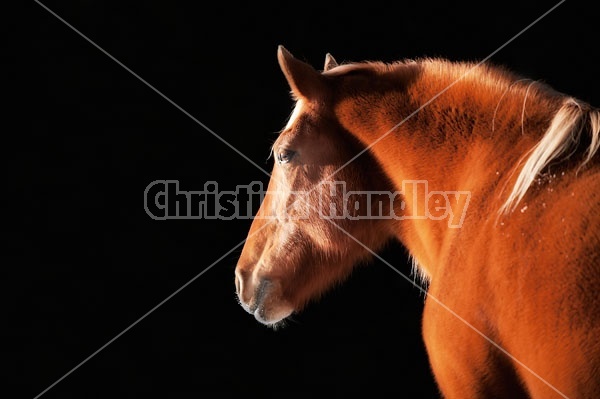 Belgian Horse Against Black Background