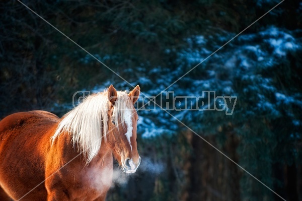 Photo of a Belgian draft horse standing in the trees