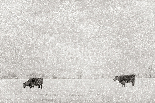 Multiple exposure of cattle, trees and snow