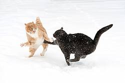 Two barn cats playing in the snow