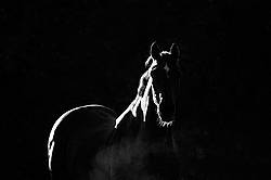 Black and white portrait of a Thoroughbred horse