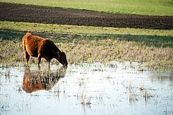 Beef Cow Drinking Water