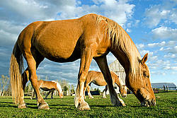 Three horses grazing on summer pasture