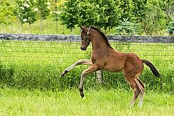 Thoroughbred foal rearing and playing
