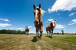 Three horses walking towards camera