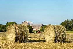 Round bales of hay sitting in field. Farmer round baling remaining hay in the background