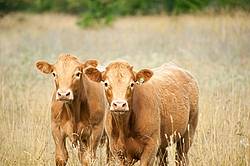 Pair of Beef Calves