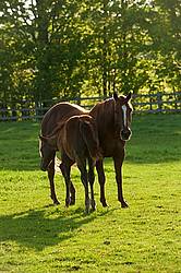quarter horse mare and foal