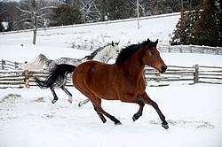 Photo of two horses running through deep snow