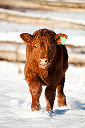 Young baby beef calf standing in snow