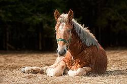 Young Belgian Horse Lying Down