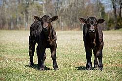 Two Black Angus beef calves