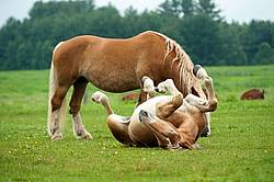 Young Belgian draft horse rolling