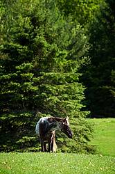 Rocky Mountain horse yearling