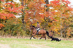 Woman riding bay horse in the fall colors