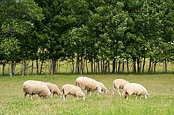 Sheep on summer pasture.