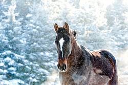 Bay Thoroughbred horse outside in snowfall
