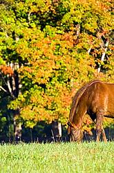 Chestnut horse grazing on autumn pasture
