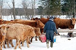 Farmer feeding oats to  Charolais cross beef cows in the winter