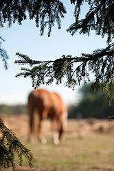 Horse and Trees