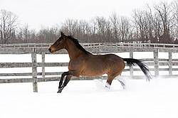 Bay horse galloping in deep snow 