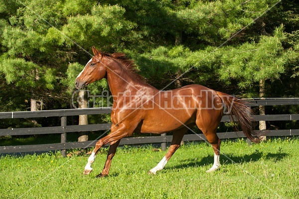 Thoroughbred horse running around paddock
